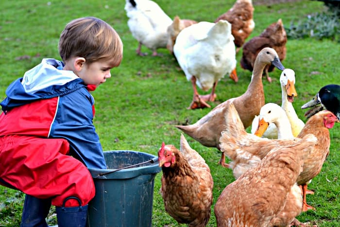 little boy feeding chickens on a farm