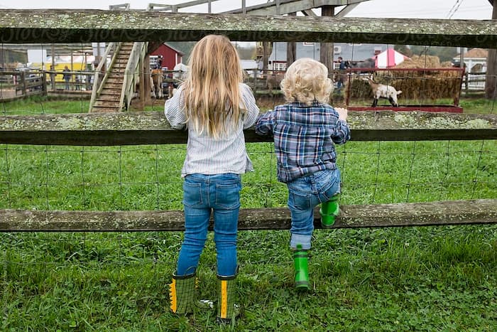 two kids looking at the cows on the farm